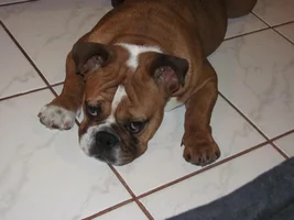 Is that a Boxer Puppy? NO!!!!!