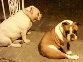 ENTER HERE ~ Sept 2015 Bulldog of the Month ~ Bully Tongues