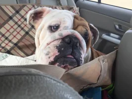 Sherman, that once in a lifetime dog