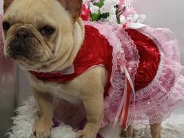 ~ENTER HERE~ February Bulldog of the Month Contest "ALL DRESSED UP"