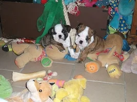 ~ENTER HERE~ May 2019 Bulldog of the Month: My Favorite Picture