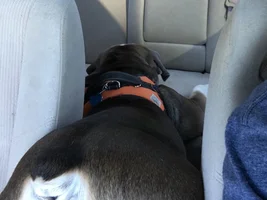 Exhausted after dog park outing!