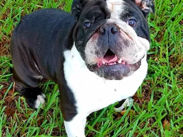 ~Zeus~English Bulldog Available for Adoption in Florida
