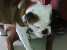 7 month old puppy in heat?!