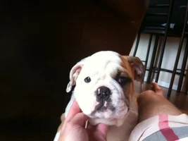 Our bulldogs~ Then and Now