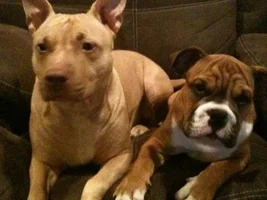 Florida Sheriff Killing Pit Bulls In Defiance Of State Law