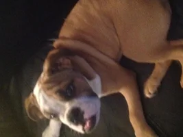 Is my Bullie over weight??