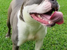 ~Ivanna~ English Bulldog Available for Adoption in New Orleans
