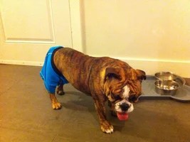 Bully Boxers!