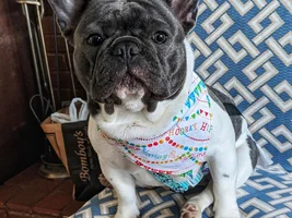 National bulldogs are beautiful day.. 2020