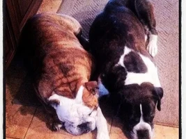 Fromm Family Foods "Thankful Thanksgiving" Bulldog Photo Contest
