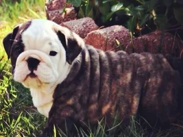 Official English Bulldog Growth Charts