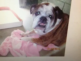 ~Nico~English Bulldog Available for Adoption in Florida~