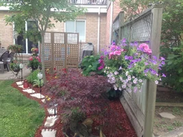 For Texas Carol garden pics update from the north