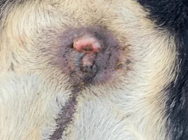 Bleeding Anus ( pictures attached)
