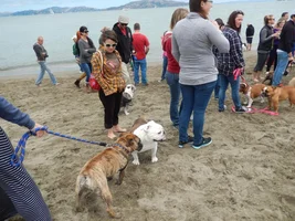 English Bulldog Meetup. Crissy Field, San Francisco.  61 bullies behaving perfectly!