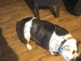 bare spots on my bull dog