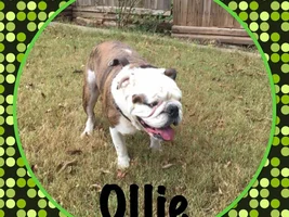 ~~Ollie~~English Bulldog Available for Adoption in Oklahoma