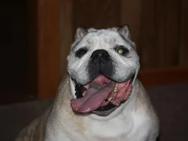 Happy half birthday Audrey