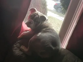 If the cat can do it...