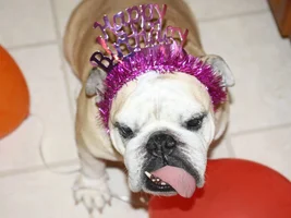 Happy 8th Birthday to Molly Mama Momo Moll-Moll