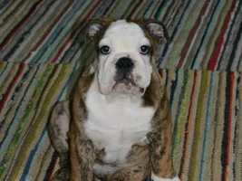 Our bulldogs~ Then and Now