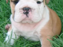 Lola Pics