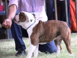 My little Mutt is gooin to the show
