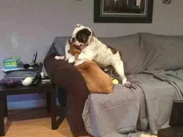 1 toy 2 bully babies