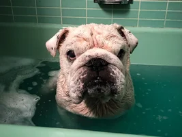 ~ENTER HERE~ January 2019 Bulldog of the Month ~ 8th Annual Bulldog Grinch