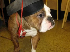 Sumo Graduates Puppy School