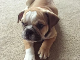 Our 2nd English Bulldog, such a handsome chap!