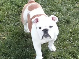 Do You Have Your Bulldog's Age and Weight (8 weeks to 10 years)