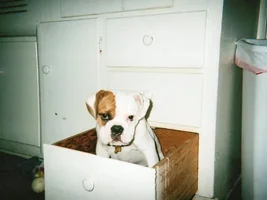 Our bulldogs~ Then and Now