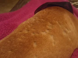 Fur falling out in clumps with white scabs
