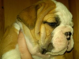 Updated Pics of Lola