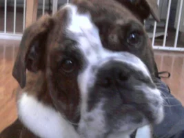 2014 English Bulldog News Beautiful Bullies Calendar:  Submit your photos HERE!