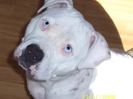 Daf dog awareness video.....ADVISORY~ viewing this will cause acknowledgement and an uncontrollable urge to cry