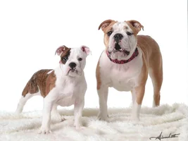 Updated Pics of Lola and Lucy they finally came in the mail!