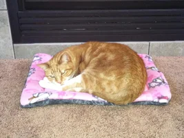 Sally's "Comfy Pet Pads"