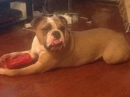 Is that a boxer!! No!!