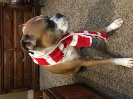 Bella modeling her new Christmas scarf