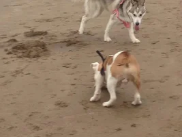 vomit after the beach