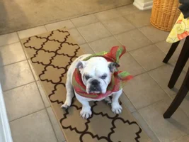 New pix of Po @ 6 months and 38lbs