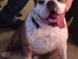 How much does your Bully weigh?.