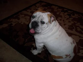 Does feeding a BARF produce a more muscular dog compared to kibble?