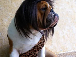 October 2011 Event:  English Bulldogs in Halloween Costumes Contest