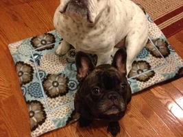 Banks with her new crate pad