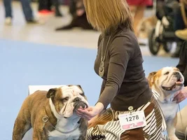 My baby boy Voitto is the new Helsinki Winner 2015!