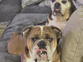 January smiles… let’s see you bulldog!